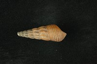 藏品(網蜷)的圖片